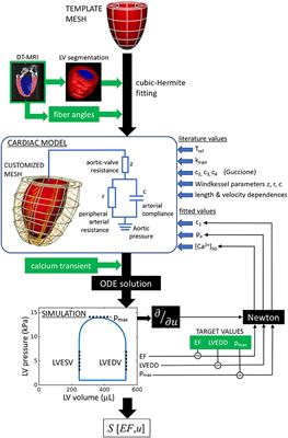 Decreasing Compensatory Ability of Concentric Ventricular Hypertrophy in Aortic-Banded Rat Hearts